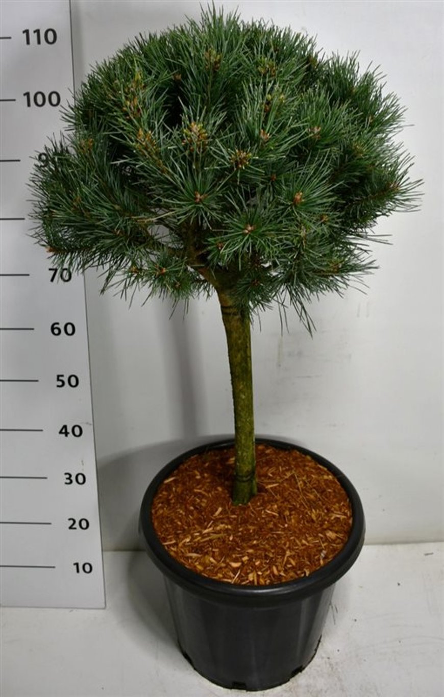 Pinus sylv. 'Watereri' - 40 CM Stem Cont.